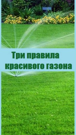 Три правила, которые обязательно стоит соблюдать для красивого газона!