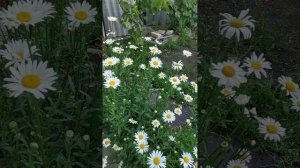 YouCut_20250529_201409968.mp4