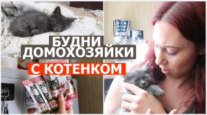 Будни домохозяйки с котенком