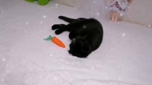 Ольга Уралочка Ниф-Ниф загадила новую квартиру.Сафар ?