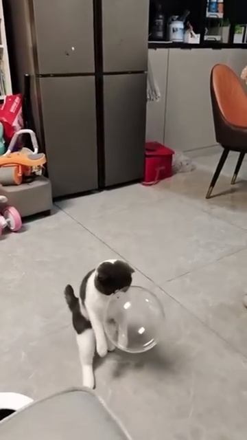 Котейка и пузырёк