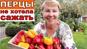Не хотела сажать, а теперь буду ждать от перцев чуда! Заправка грядок со всем самым вкусненьким.