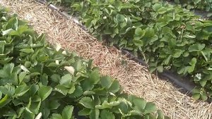 Как эффективно сажать клубинку