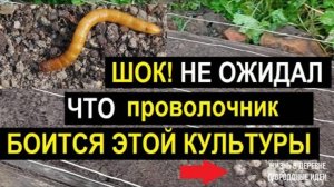 ЭТОТ СПОСОБ УНИЧТОЖИТ ПРОВОЛОЧНИКА НАВСЕГДА! (Случайное открытие, которое РАБОТАЕТ)