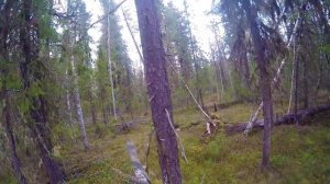 Охота на глухаря с лайкой, ТАЕЖНОЕ СЧАСТЬЕ 12