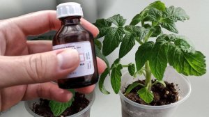 1 КАПЛЯ И ЛЮБАЯ РАССАДА СТАНЕТ ТОЛСТЕНЬКОЙ И КОРЕНАСТОЙ, ПОВЫСИТ УРОЖАЙНОСТЬ В 10 РАЗ