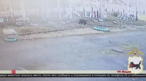 И вновь – встречи с хищниками 28.05.2025