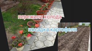 жизнь в Сибири/неделя холодов/посадка картофеля