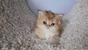 Bocman Lusy Style.mp4