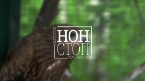 Выпуск НОН-СТОП от 28.05.2025