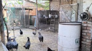 Не ожидали такого свинства. Пополнение в хозяйстве.Наши будни