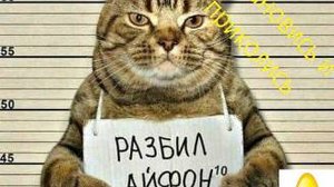 остановись и приколись