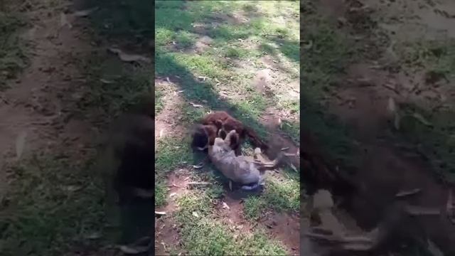 Кот поймал зайца