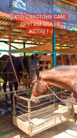 ЛЮБОВЬ 🐎 #животные #лошади #милота #нежность #красота #отношения