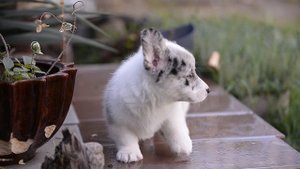 Вельш корги щенок