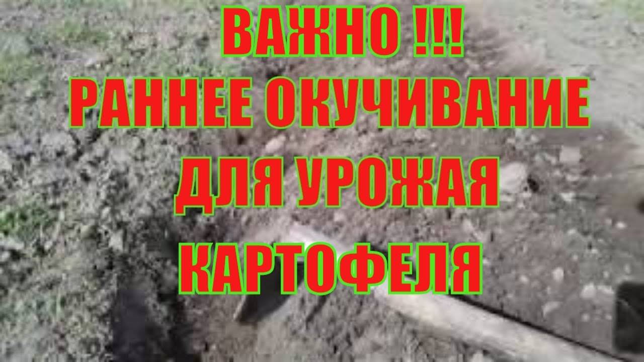 Когда как окучивать картошку после посадки Картофель - способ повысить урожай Выращивание картофеля
