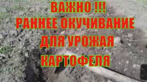 Когда как окучивать картошку после посадки Картофель - способ повысить урожай Выращивание картофеля