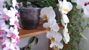 Каттлея White Rose с божественным ароматом роз , цветение о