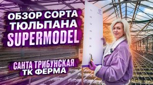 ОБЗОР СОРТА ТЮЛЬПАНА SUPERMODEL