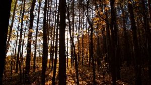 Осень в лесу под красивую музыку 4K. Осенняя листва для