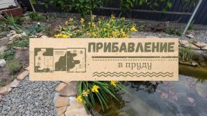 Прибавление в пруду)