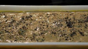 Кекс с семенами и орехами