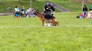 2 Оч/хор ЧЕЛЕНТАНА из Белого Яра №68 / КЧК+ БОРИСОВ (BY) 17 мая`25 M.Jovovic Моно немецких овчарок