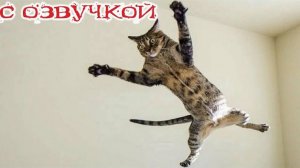 Приколы с котами!!! С ОЗВУЧКОЙ! Смешные коты! - САМЫЕ СМЕШНЫЕ ЖИВОТНЫЕ! УГАР!
