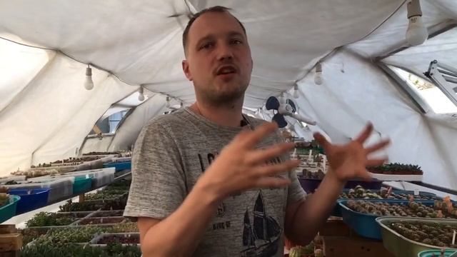 Солнечный ожог на растениях. Что делать и как предотвратить?