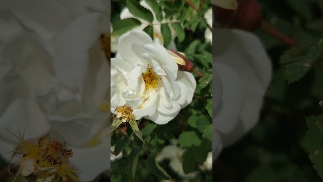 29 мая Майские розы