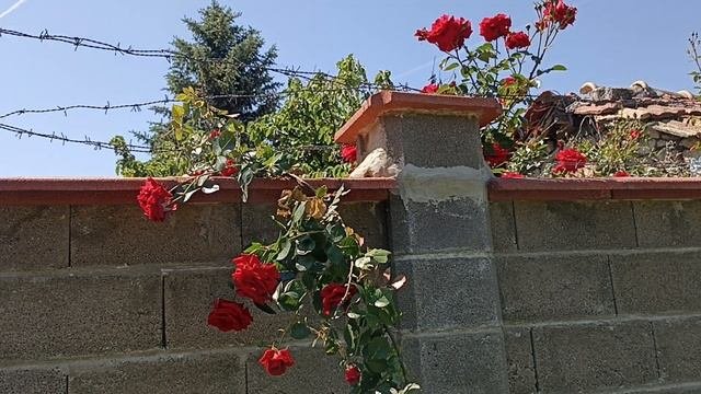 Болгария. Проблемы у россиян обладателей болгарской н
