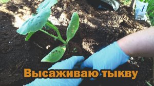 Посадка тыквы