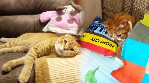 Кот Миша выспался и пришёл играть с кошкой Тимой