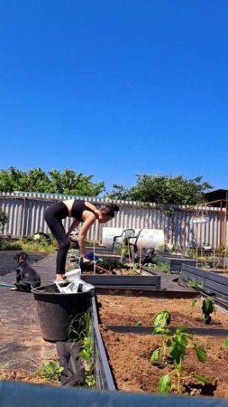 Томат Полбиг! Сажаю помидоры!🍅🍅🍅