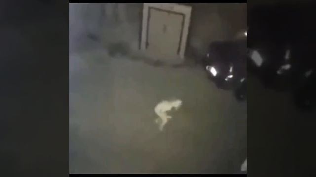 Вот такое чудо запечатлела камера наружного наблюдения я Новом Орлеане mjb недели назад.