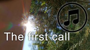 Туя, солнце, утро - спокойная музыка для работы