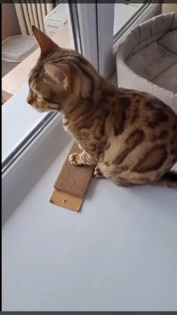 Тиара точит коготочки🐈