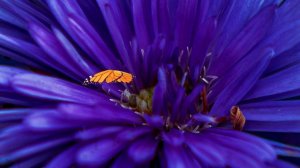 Успокаивающая музыка,дикая природа нашей Планеты№186.