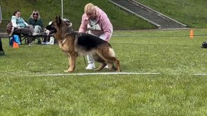 6 Оч/хор Negus Karil's IMPERIYA №74 / КЧК+ БОРИСОВ (BY) 17 мая`25 M.Jovovic Моно немецких овчарок