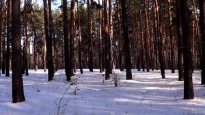 САМВЕЛ АДАМЯН АРЩАЛУЙС ТRЕБОВАЛ У ШУПЫ ДЕНЬГИ. САМВЕЛ ?