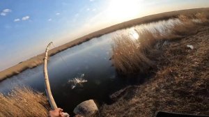 ТОННЫ рыбы в трубе или рыбалка на паук. Рыбалка на секр