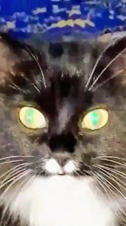 Как просто, довести мужчину!😁😻 Юмор с животными.
