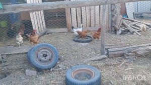 Кто у меня остался? Моя простая жизнь в сельской местн?