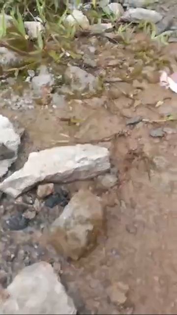 На днях Лаосе нашли красивое и странное существо ярко-розовой окраски. Что оно такое?