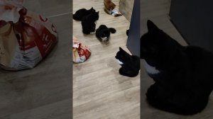 НАМ НЕЧЕГО КУШАТЬ 😢
37 ЖИЗНЕЙ 🐈
🙏🙏🙏

89114334051
Сбер / Тинькофф
🙏🙏🙏🆘