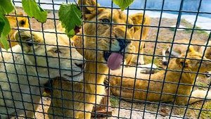 С 1 октября действует СКИДКА для ВСЕХ посетителей парка львов «ТАЙГАН» и зоопарк