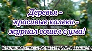Деревья - красивые калеки - журнал сошел с ума!