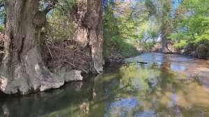 Релакс. Столетние кроны над изумрудными заводями горной речки. #relax by the river