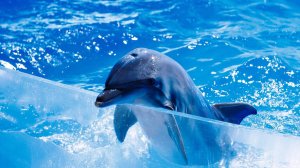 Дельфинарий в Екатеринбурге - лучшее шоу?