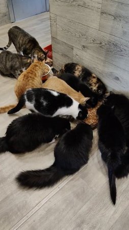 НАМ НЕЧЕГО КУШАТЬ 😢
37 ЖИЗНЕЙ 🐈
🙏🙏🙏

89114334051
Сбер / Тинькофф
🙏🙏🙏🆘